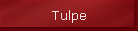 Tulpe